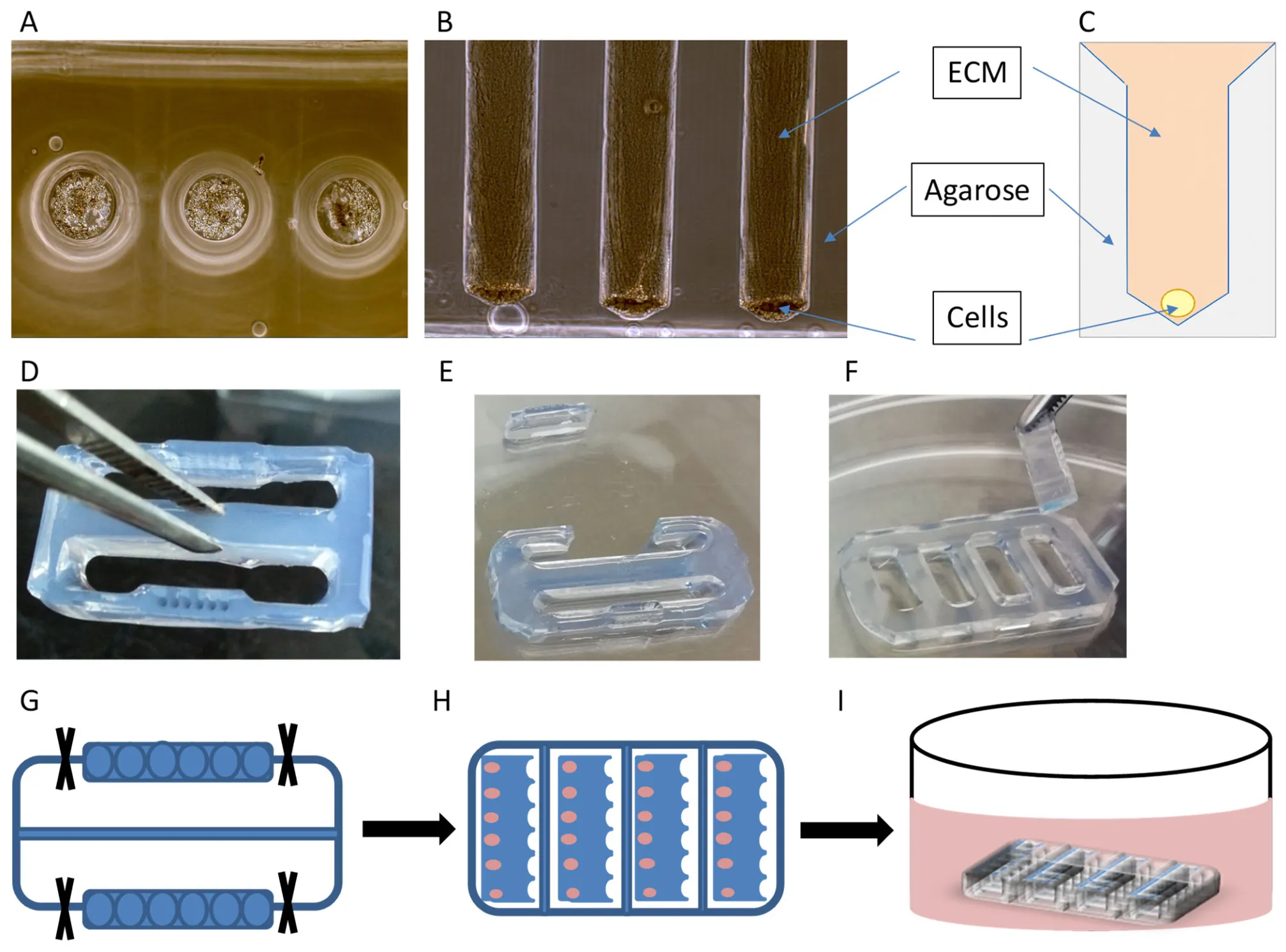 Multi-panel figure of the assay principle: cavities with cells and matrix plus schematic drawings.