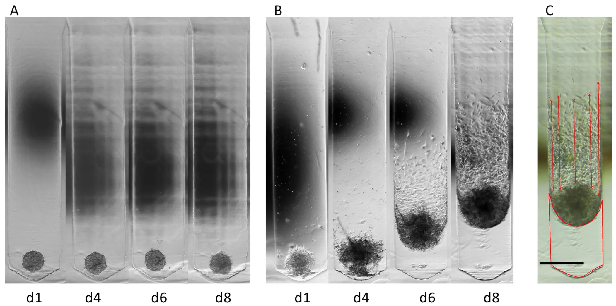 Bright-field time series of invasion from a cell aggregate, with the measurement overlaid.