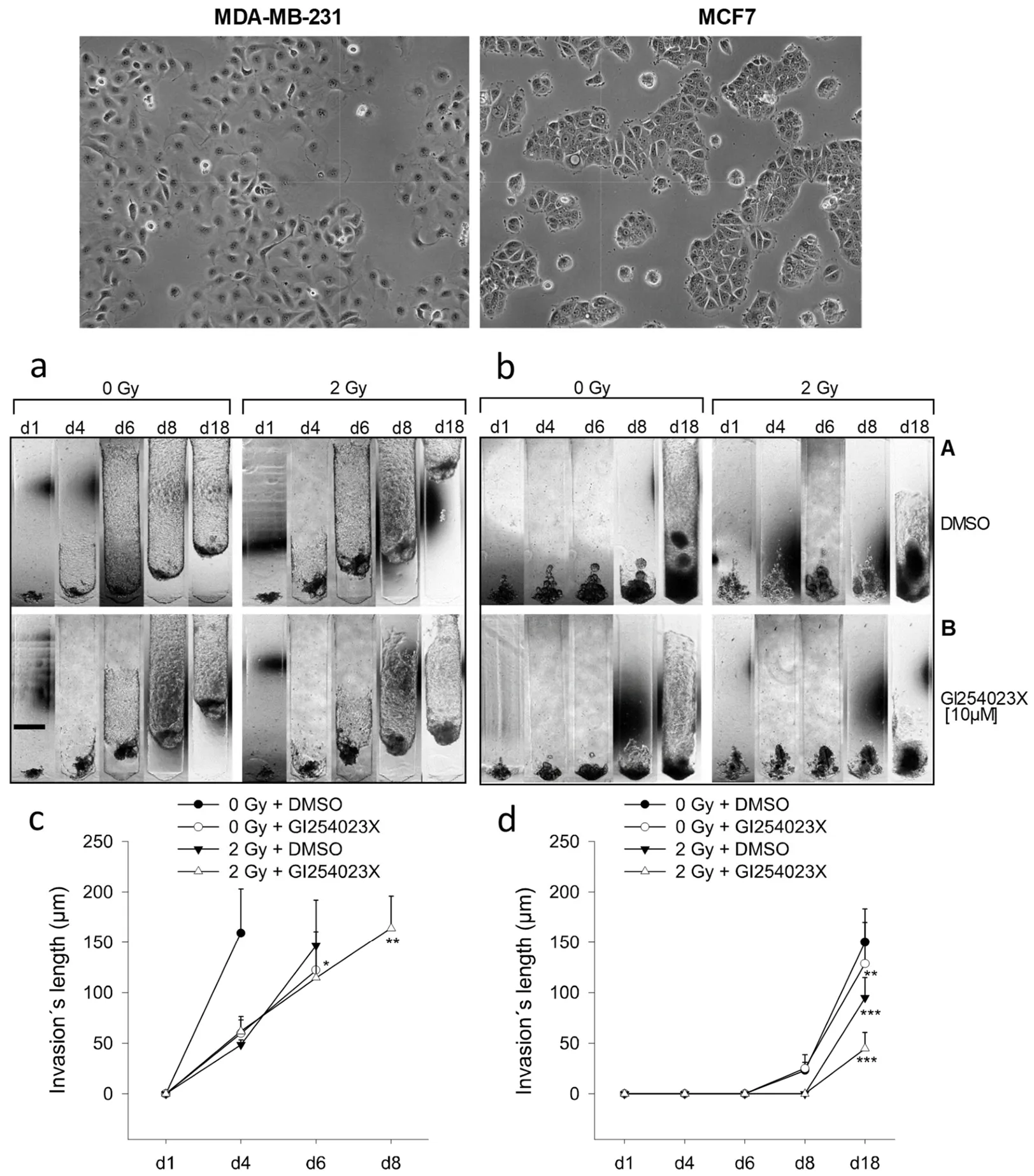 Comparison of two breast cancer cell lines with invasion images and quantification graphs.