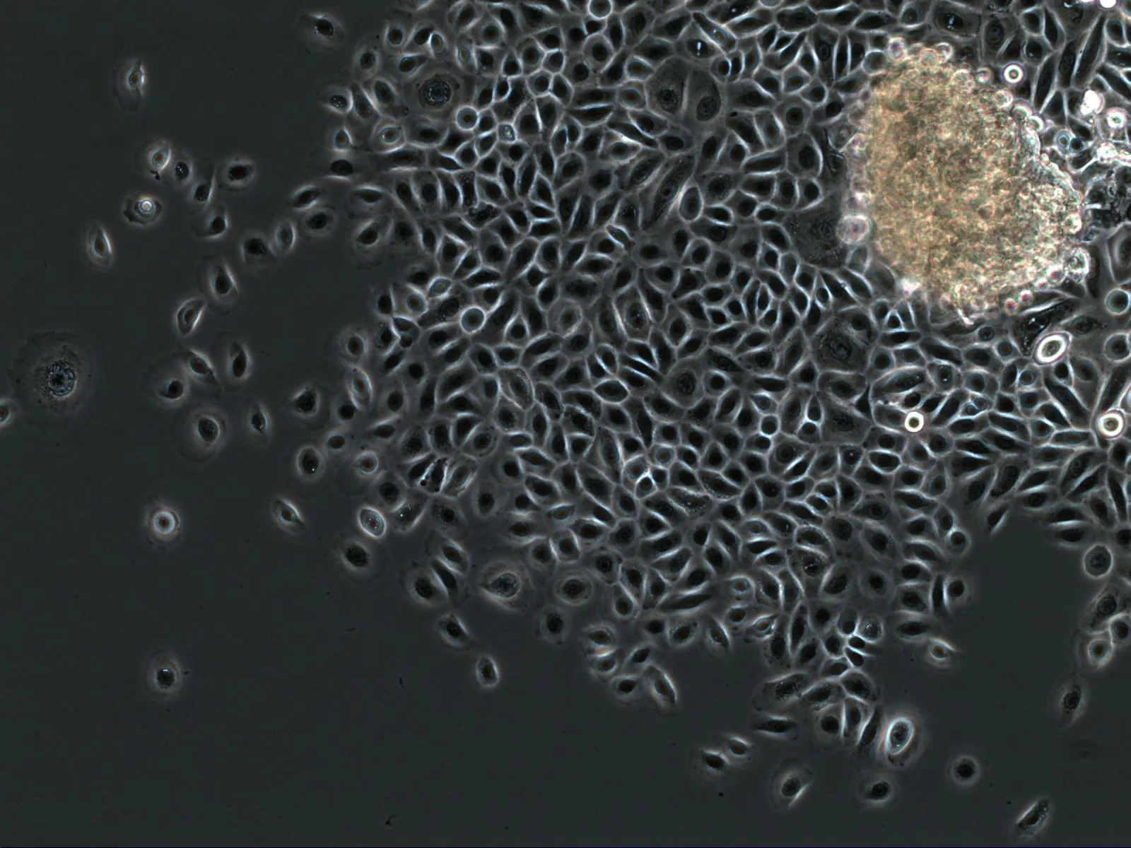 Phase contrast: a closed epithelial sheet of human gingiva next to a tissue fragment.
